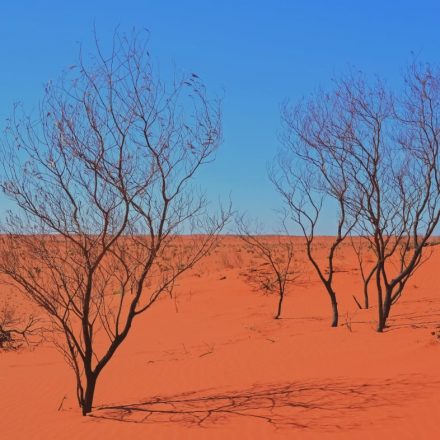 red desert with blue sky and bare trees