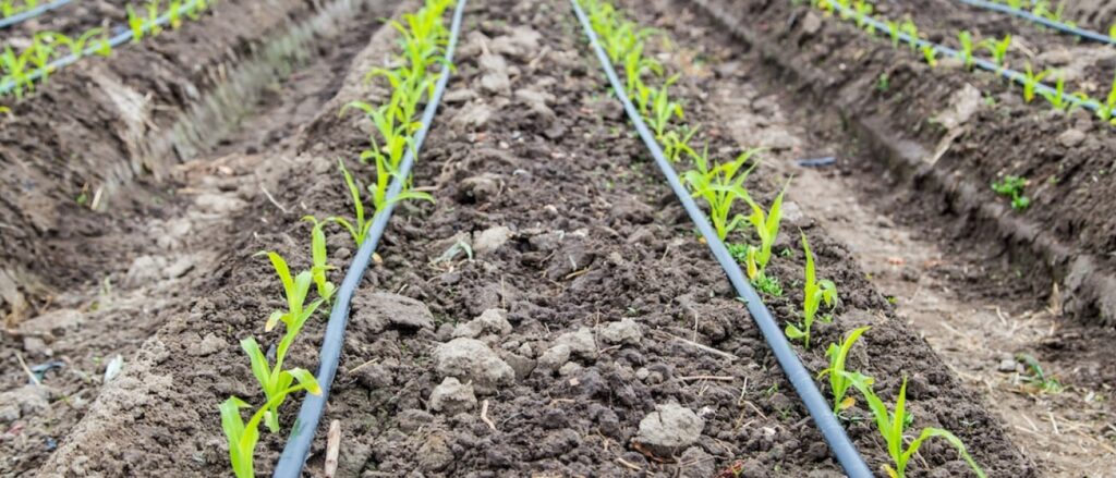 Young sprouting plants next to irrigation lines