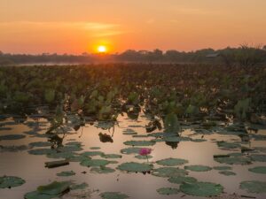 wetlands