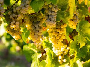 Grapes growing on a vine